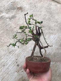 Sam ngọc mini lũa zin