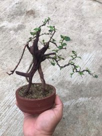 Sam ngọc mini lũa zin