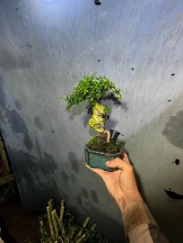 Linh Sam Mini giá rẻ bèo