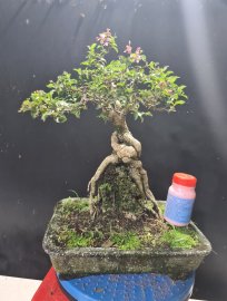 Hồng ngọc mai ôm đá đang hoa
