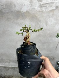 Sam hương bám đá giá vài trăm