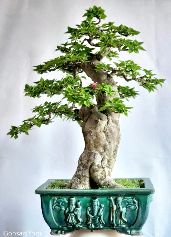 Hoa giấy bonsai dáng trực trụ đẹp