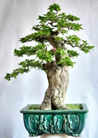 Hoa giấy bonsai dáng trực trụ đẹp