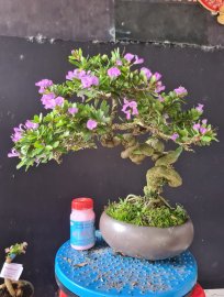 Giao lưu 2 cây linh sam rin đang hoa