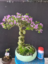 Giao lưu 2 cây linh sam rin đang hoa
