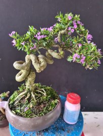 Giao lưu 2 cây linh sam rin đang hoa