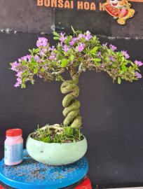 Giao lưu 2 cây linh sam rin đang hoa