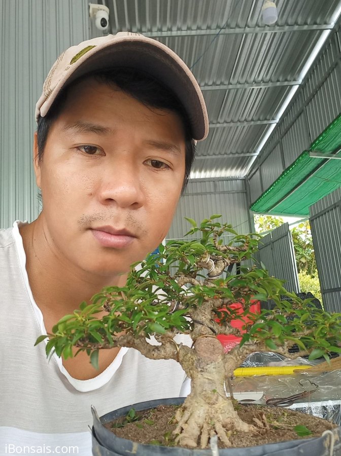 Mai chiếu thủy