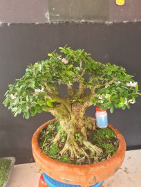 Gluu cây linh sam hồng phấn lùn lực tàn đa
