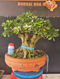 Gluu cây linh sam hồng phấn lùn lực tàn đa