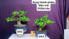 Hàng Về #BONSAI cực đẹp ❤️