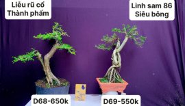 Hàng Về #BONSAI cực đẹp ❤️