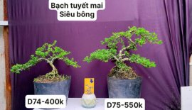 Hàng Về #BONSAI cực đẹp ❤️