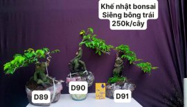 Hàng Về #BONSAI cực đẹp ❤️