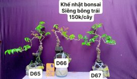 Hàng Về #BONSAI cực đẹp ❤️