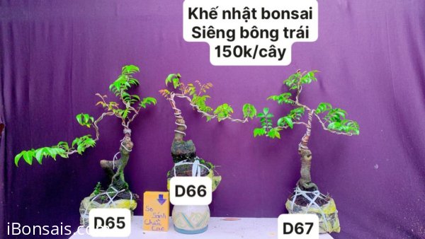 Hàng Về #BONSAI cực đẹp ❤️