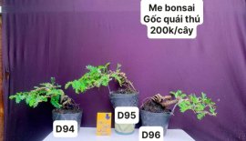 Hàng Về #BONSAI cực đẹp ❤️