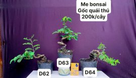 Hàng Về #BONSAI cực đẹp ❤️
