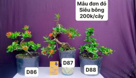 Hàng Về #BONSAI cực đẹp ❤️