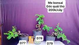 Hàng Về #BONSAI cực đẹp ❤️