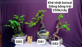 Hàng Về #BONSAI cực đẹp ❤️