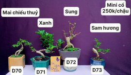 Hàng Về #BONSAI cực đẹp ❤️
