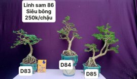 Hàng Về #BONSAI cực đẹp ❤️