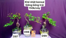 Hàng Về #BONSAI cực đẹp ❤️