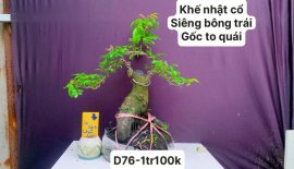 Hàng Về #BONSAI cực đẹp ❤️