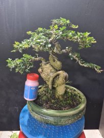 Cần thăng lùn lực rất đẹp