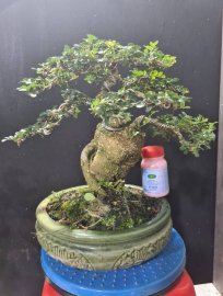 Cần thăng lùn lực rất đẹp