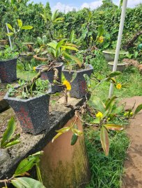 Lô cúc thọ hương dáng đổ đang hoa