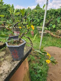 Lô cúc thọ hương dáng đổ đang hoa