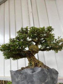Gl ae hàng độc dị linh sam 86 nu đột biến phê lòi á