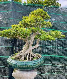 Cụ sam hoa khủng tay cành già