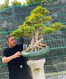 Cụ sam hoa khủng tay cành già