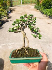 Có một tình yêu mãnh liệt với người tên hương