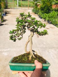 Có một tình yêu mãnh liệt với người tên hương