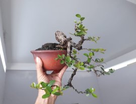 Em Hải Châu đổ ôm chậu...