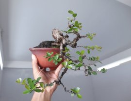 Em Hải Châu đổ ôm chậu...