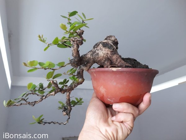 Em Hải Châu đổ ôm chậu...