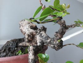 Em Hải Châu đổ ôm chậu...