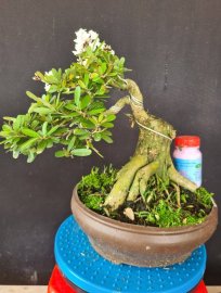 Linh sam trắng hoa chùm 500k bao ship