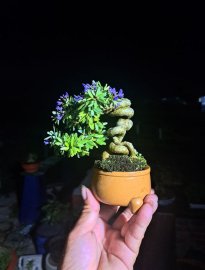 Linh sam siêu quái siêu mini ghép 86