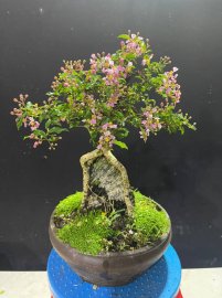 Hồng ngọc mai ôm đá đang hoa