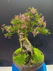 Hồng ngọc mai ôm đá đang hoa
