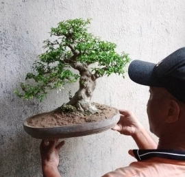 Một số kinh nghiệm làm lá cây nhỏ lại – Người chơi bonsai cần biết