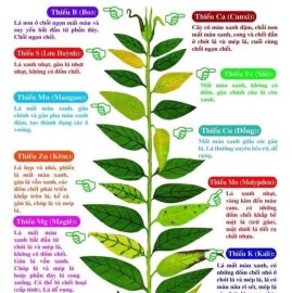 Nhìn lá đoán bệnh cho cây
