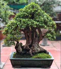 Tp hải châu