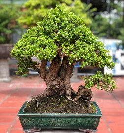 Tp hải châu